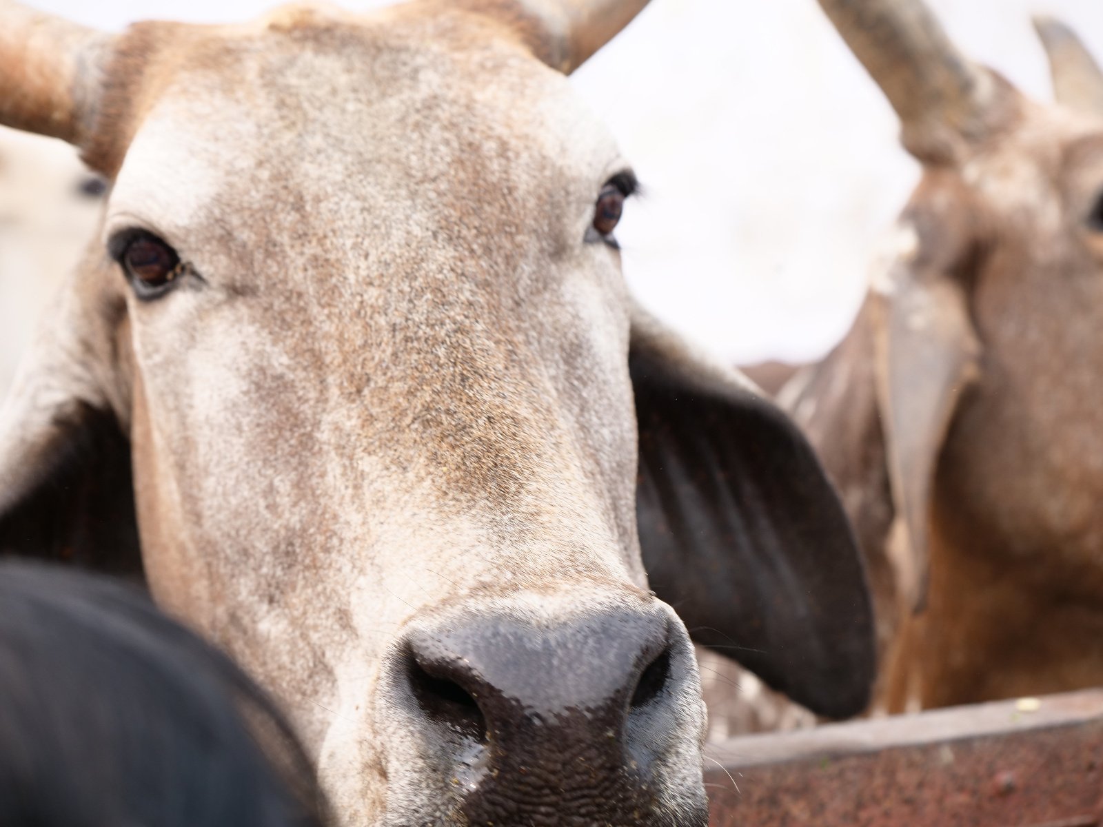 262 Gopashtami Radha kunda Govardhan 19.11.04